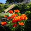 DeWit Weeder - Cape Cod Right Hand - Image 4