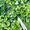 DeWit Weeder - Cape Cod Right Hand - Image 6