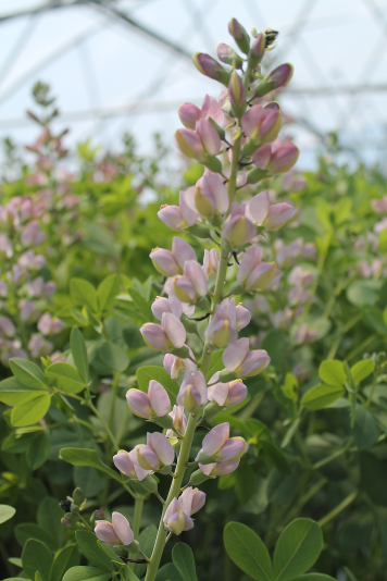 1 gallon - Decadence® Deluxe 'Pink Truffles' False Indigo (BAPTISIA PINK TRUFFLES) - 1 gallon - 1 gallon
