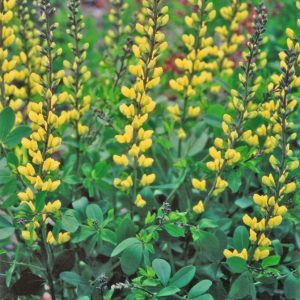 1 gallon - Decadence® 'Lemon Meringue' False Indigo (BAPTISIA LEMON MERINGUE) - 1 gallon - 1 gallon