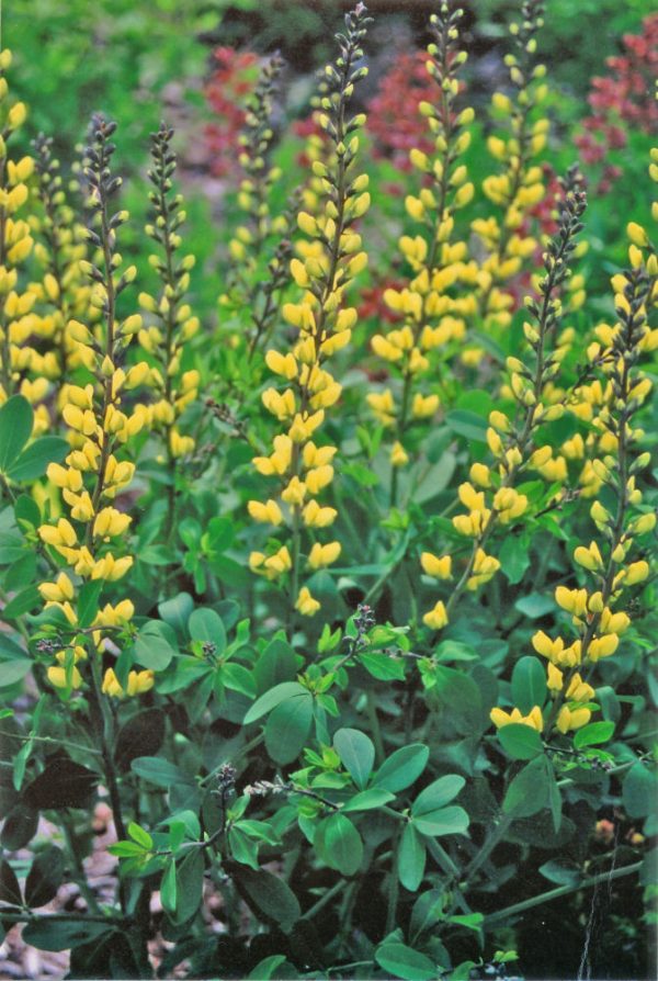 1 gallon - Decadence® 'Lemon Meringue' False Indigo (BAPTISIA LEMON MERINGUE) - 1 gallon - 1 gallon