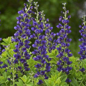 1 gallon - Decadence® 'Sparkling Sapphires' False Indigo (BAPTISIA SPARKLING SAPPHIRES) - 1 gallon - 1 gallon