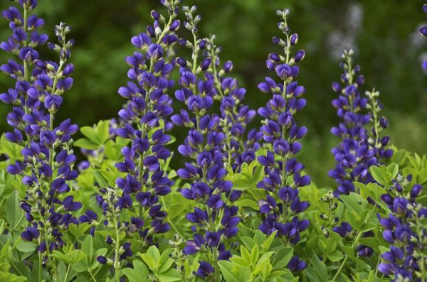 1 gallon - Decadence® 'Sparkling Sapphires' False Indigo (BAPTISIA SPARKLING SAPPHIRES) - 1 gallon - 1 gallon
