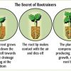 Deep Rootrainers - Image 6