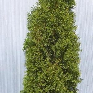 3 gallon 24" - Degroots Spire Arborvitae (THUJA OCC. DEGROOTS SPIRE) - 3 gallon 24" - 3 gallon 24"
