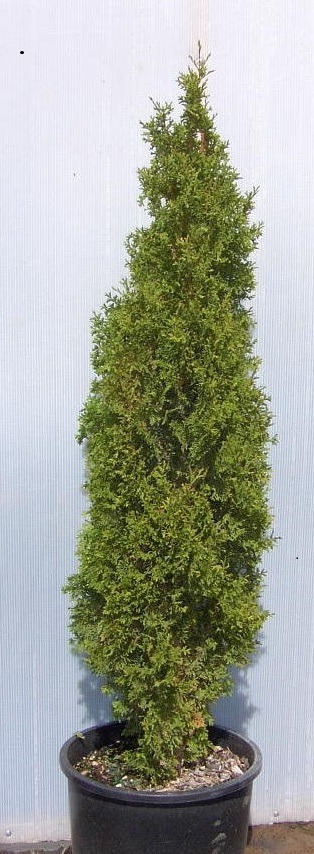 3 gallon 24" - Degroots Spire Arborvitae (THUJA OCC. DEGROOTS SPIRE) - 3 gallon 24" - 3 gallon 24"