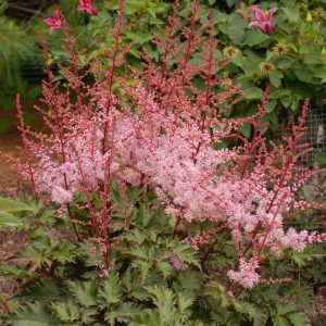 1 gallon - Delft Lace Astilbe (ASTILBE DELFT LACE) - 1 gallon - 1 gallon