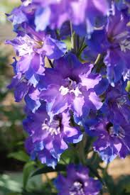 1 gallon - Delgenius™ Kingsley Larkspur (DELPHINIUM DEL KINGSLEY) - 1 gallon - 1 gallon