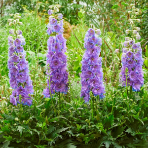 1 gallon - Delgenius™ 'Shelby' larkspur
 (DELPHINIUM DEL SHELBY) - 1 gallon - 1 gallon