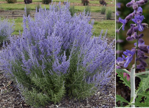 1 gallon - 'Denim 'n Lace' Russian Sage (PEROVSKIA ATRIP. DENIM N LACE) - 1 gallon - 1 gallon