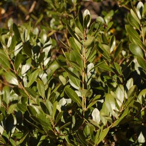 3 gallon 15" - Densa Inkberry Holly (ILEX GLABRA DENSA) - 3 gallon 15" - 3 gallon 15"