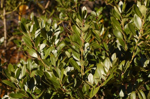 3 gallon 15" - Densa Inkberry Holly (ILEX GLABRA DENSA) - 3 gallon 15" - 3 gallon 15"