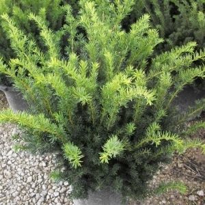 3 gallon 12-15" - Densiformis Yew (TAXUS MEDIA DENSIFORMIS) - 3 gallon 12-15" - 3 gallon 12-15"