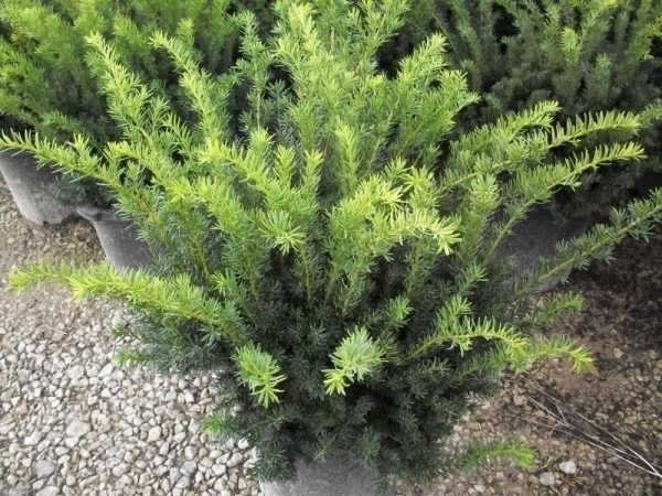3 gallon 12-15" - Densiformis Yew (TAXUS MEDIA DENSIFORMIS) - 3 gallon 12-15" - 3 gallon 12-15"