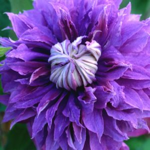 1 gallon - Diamantina™ Clematis (CLEMATIS DIAMANTINA) - 1 gallon - 1 gallon