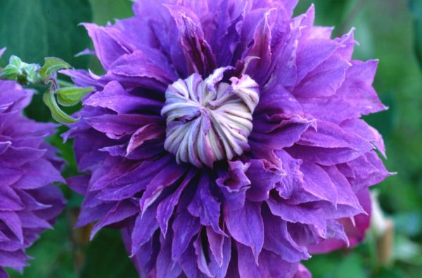 1 gallon - Diamantina™ Clematis (CLEMATIS DIAMANTINA) - 1 gallon - 1 gallon