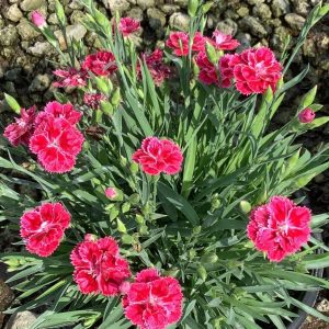 1 gallon - Dianthus Magenta Bicolor Pinks (DIANTHUS DELILAH MAGENTA BICOLOR) - 1 gallon - 1 gallon