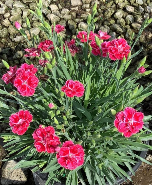 1 gallon - Dianthus Magenta Bicolor Pinks (DIANTHUS DELILAH MAGENTA BICOLOR) - 1 gallon - 1 gallon