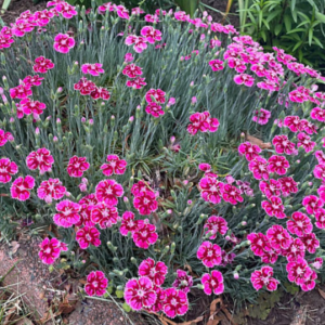 1 gallon - Dianthus Pinks (DIANTHUS EVERBLOOM PLUM GLORY) - 1 gallon - 1 gallon