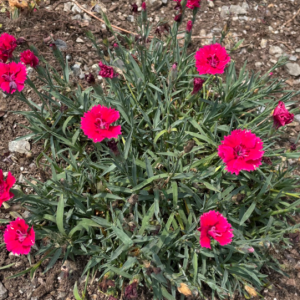 1 gallon - Dianthus Pinks (DIANTHUS EVERBLOOM RED DELICIOUS) - 1 gallon - 1 gallon
