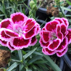 1 gallon - Dianthus Purple Bicolor Pinks (DIANTHUS DELILAH PURPLE BICOLOR) - 1 gallon - 1 gallon