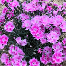 1 gallon - Dianthus Watermelon Ice Pinks (DIANTHUS EVERBLOOM WATERMELON ICE) - 1 gallon - 1 gallon