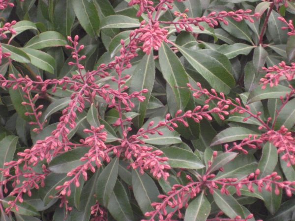 3 gallon 12" - Dorothy Wycoff Andromeda (PIERIS JAP. DOROTHY WYCOFF) - 3 gallon 12" - 3 gallon 12"