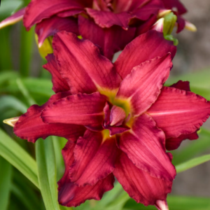 1 gallon - Double Pardon Me Daylily (HEMER DOUBLE PARDON ME) - 1 gallon - 1 gallon