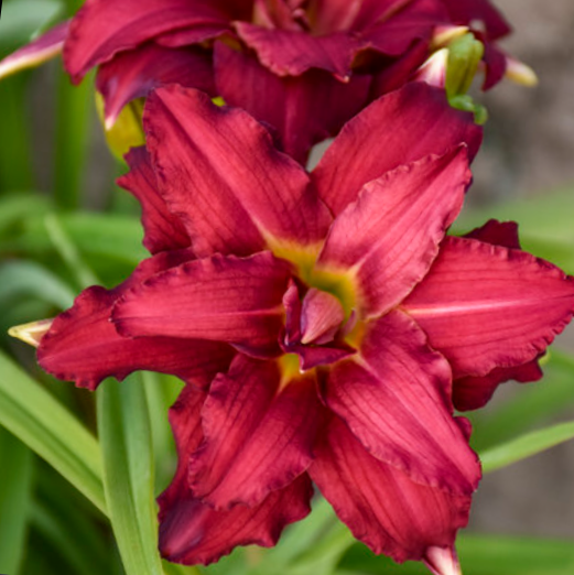 1 gallon - Double Pardon Me Daylily (HEMER DOUBLE PARDON ME) - 1 gallon - 1 gallon