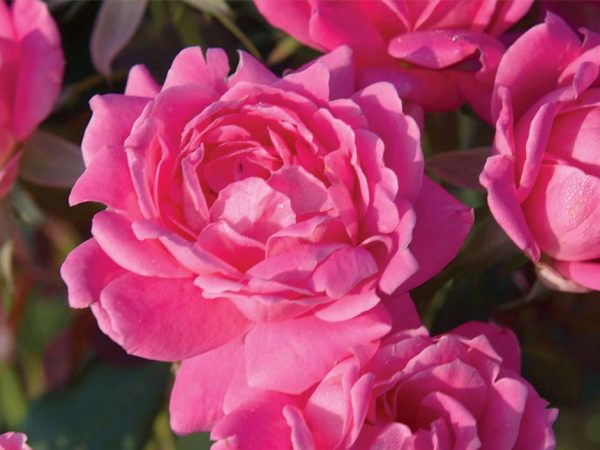 3 gallon - Double Pink Knock Out® Rose (ROSE K.O. DBL PINK KNOCKOUT) - 3 gallon - 3 gallon