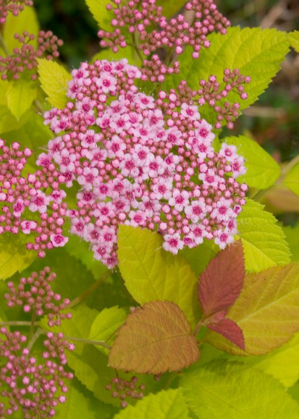 1 gallon - Double Play Big Bang® Spirea (SPIRAEA JAP. DBL PLAY BIG BANG) - 1 gallon - 1 gallon