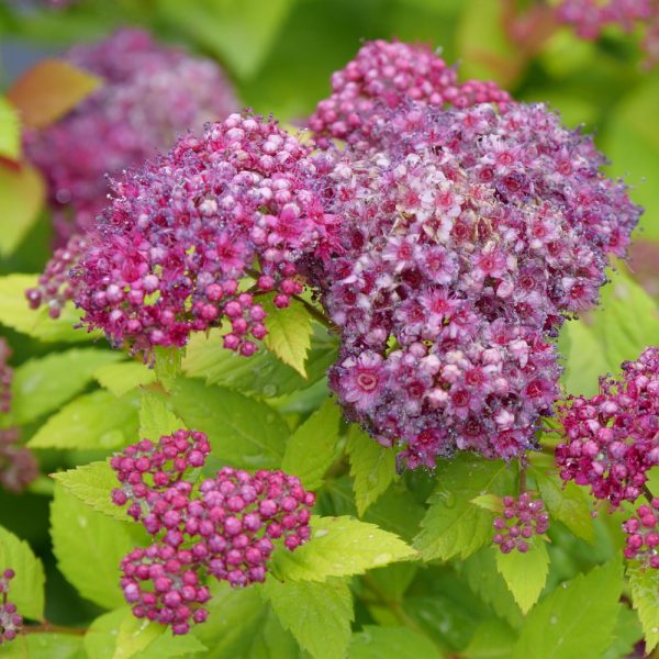 3 gallon 15" - Double Play Dolly® Spirea (SPIRAEA JAP. DBL PLAY® DOLLY) - 3 gallon 15" - 3 gallon 15"