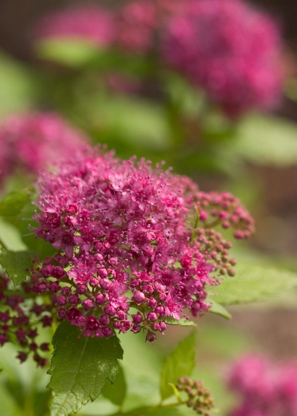 3 gallon 12" - Double Play® Gold Spirea (SPIRAEA JAP. DBL PLAY® GOLD) - 3 gallon 12" - 3 gallon 12"