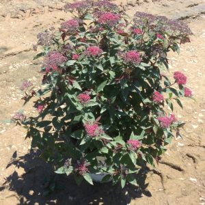 3 gallon 15" - Double Play® Red Spirea (SPIRAEA JAP. DBL PLAY® RED) - 3 gallon 15" - 3 gallon 15"