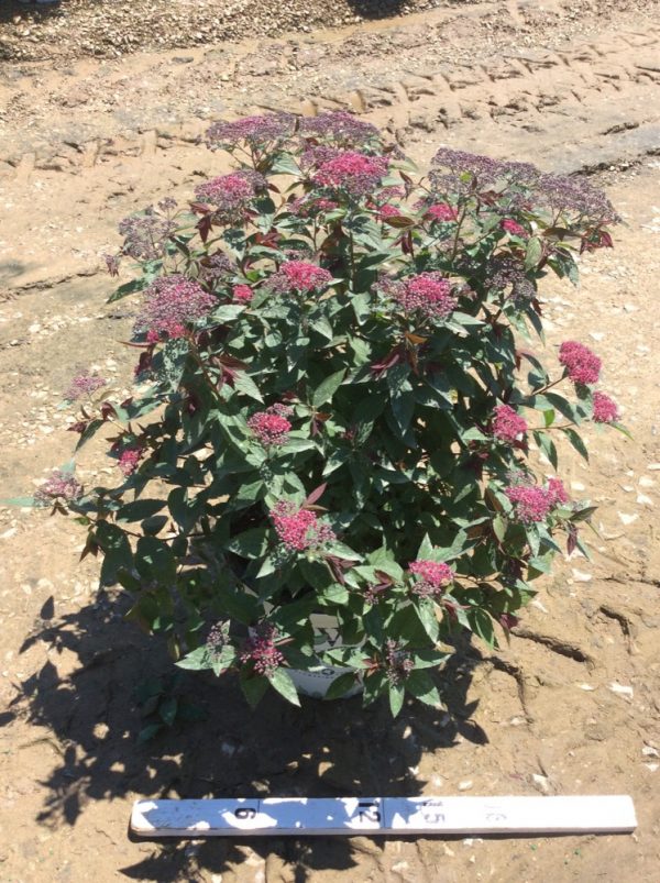3 gallon 15" - Double Play® Red Spirea (SPIRAEA JAP. DBL PLAY® RED) - 3 gallon 15" - 3 gallon 15"