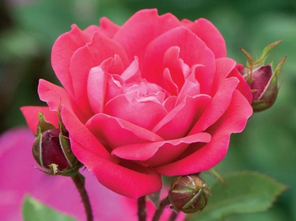 1 gallon - Double Red Knock Out® Rose (ROSE K.O. DBL KNOCKOUT) - 1 gallon - 1 gallon