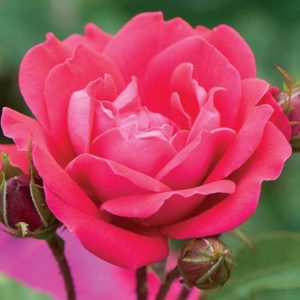 2 gallon - Double Red Knock Out® Rose (ROSE K.O. DBL KNOCKOUT) - 2 gallon - 2 gallon