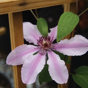 1 gallon - Double Rose™ Clematis (CLEMATIS DOUBLE ROSE) - 1 gallon - 1 gallon