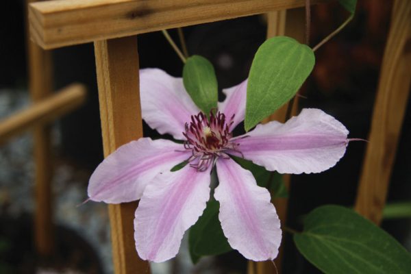 1 gallon - Double Rose™ Clematis (CLEMATIS DOUBLE ROSE) - 1 gallon - 1 gallon