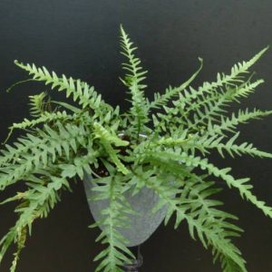 1 gallon - Dragontail Fern (FERN -DRAGONTAIL) - 1 gallon - 1 gallon
