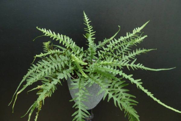 1 gallon - Dragontail Fern (FERN -DRAGONTAIL) - 1 gallon - 1 gallon