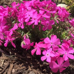 1 gallon - Drummond’s Pink Creeping Phlox (PHLOX SUB. DRUMMONDS PINK) - 1 gallon - 1 gallon
