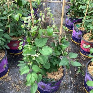 1 gallon - Duchess of Cornwall Clematis (CLEMATIS THE DUCHESS OF CORNWALL) - 1 gallon - 1 gallon
