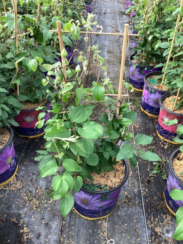 1 gallon - Duchess of Cornwall Clematis (CLEMATIS THE DUCHESS OF CORNWALL) - 1 gallon - 1 gallon