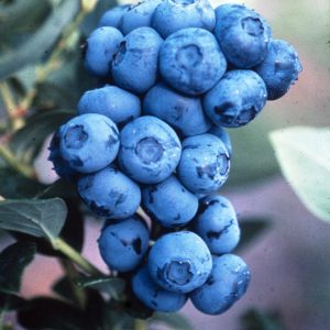 1 gallon 10" - Duke Highbush Blueberry (VACCINIUM DUKE) - 1 gallon 10" - 1 gallon 10"