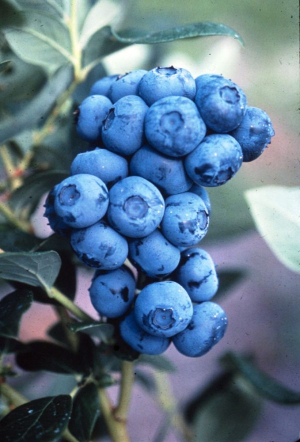 3 gallon - Duke Highbush Blueberry (VACCINIUM DUKE) - 3 gallon - 3 gallon