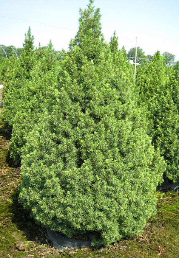 2 gallon 15" - Dwarf Alberta Spruce (PICEA GLAUCA CONICA) - 2 gallon 15" - 2 gallon 15"