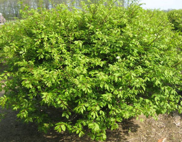 3 gallon 15" - Dwarf Burning Bush (EUONYMUS ALATUS COMPACTUS) - 3 gallon 15" - 3 gallon 15"