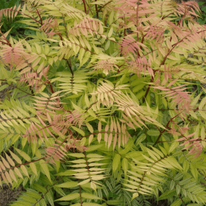 3 gallon 15" - Dwarf Falsespirea (SORBARIA SEM) - 3 gallon 15" - 3 gallon 15"