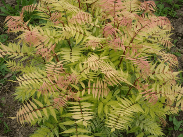 3 gallon 15" - Dwarf Falsespirea (SORBARIA SEM) - 3 gallon 15" - 3 gallon 15"